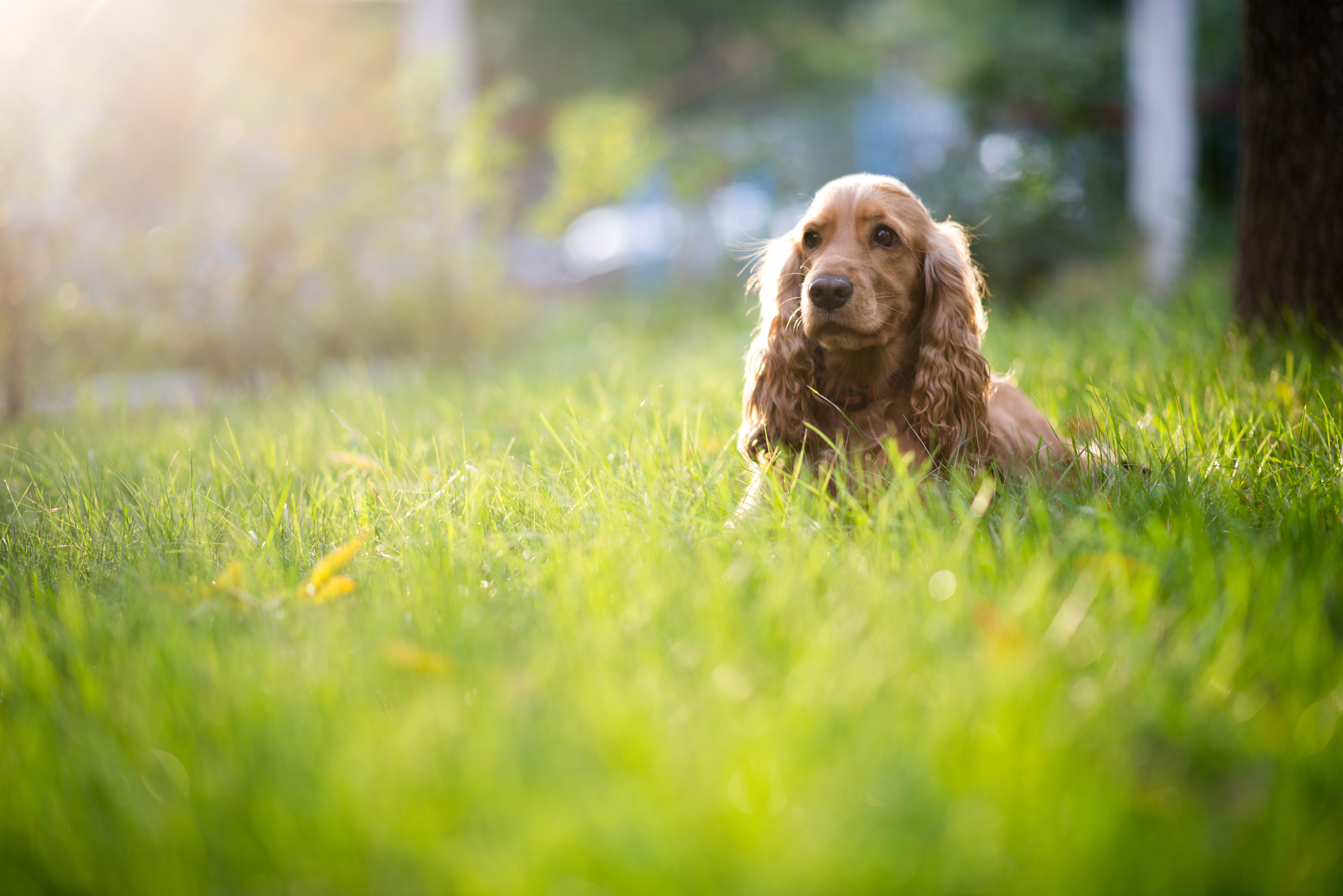 cocker spaniel der ligger i græsplæne