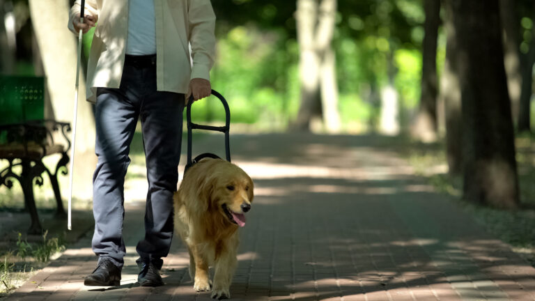 Servicehund der fører en blind mand