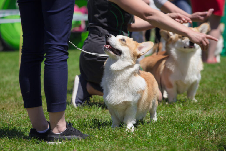 Hund til agility træning