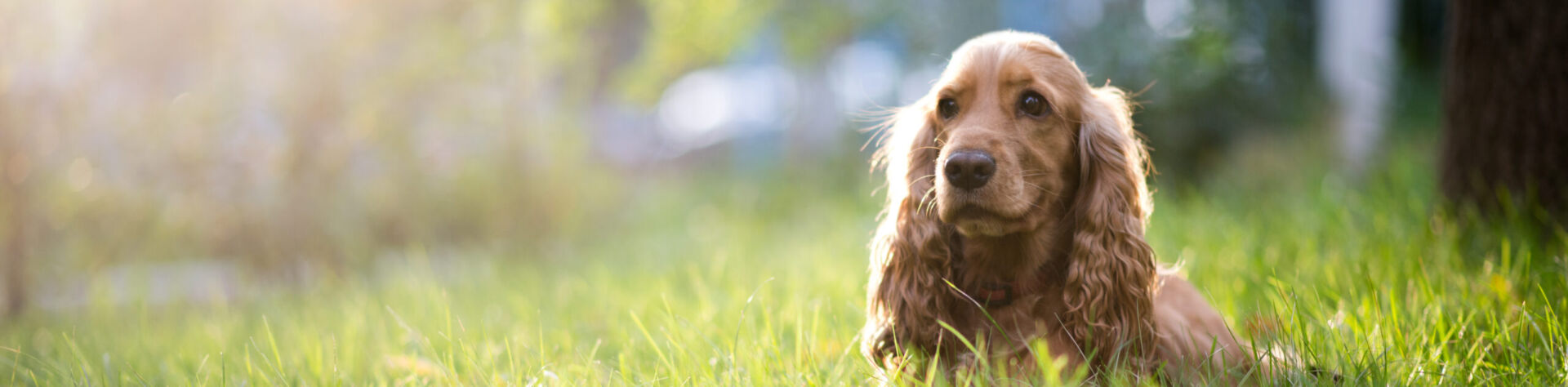 cocker spaniel der ligger i græs