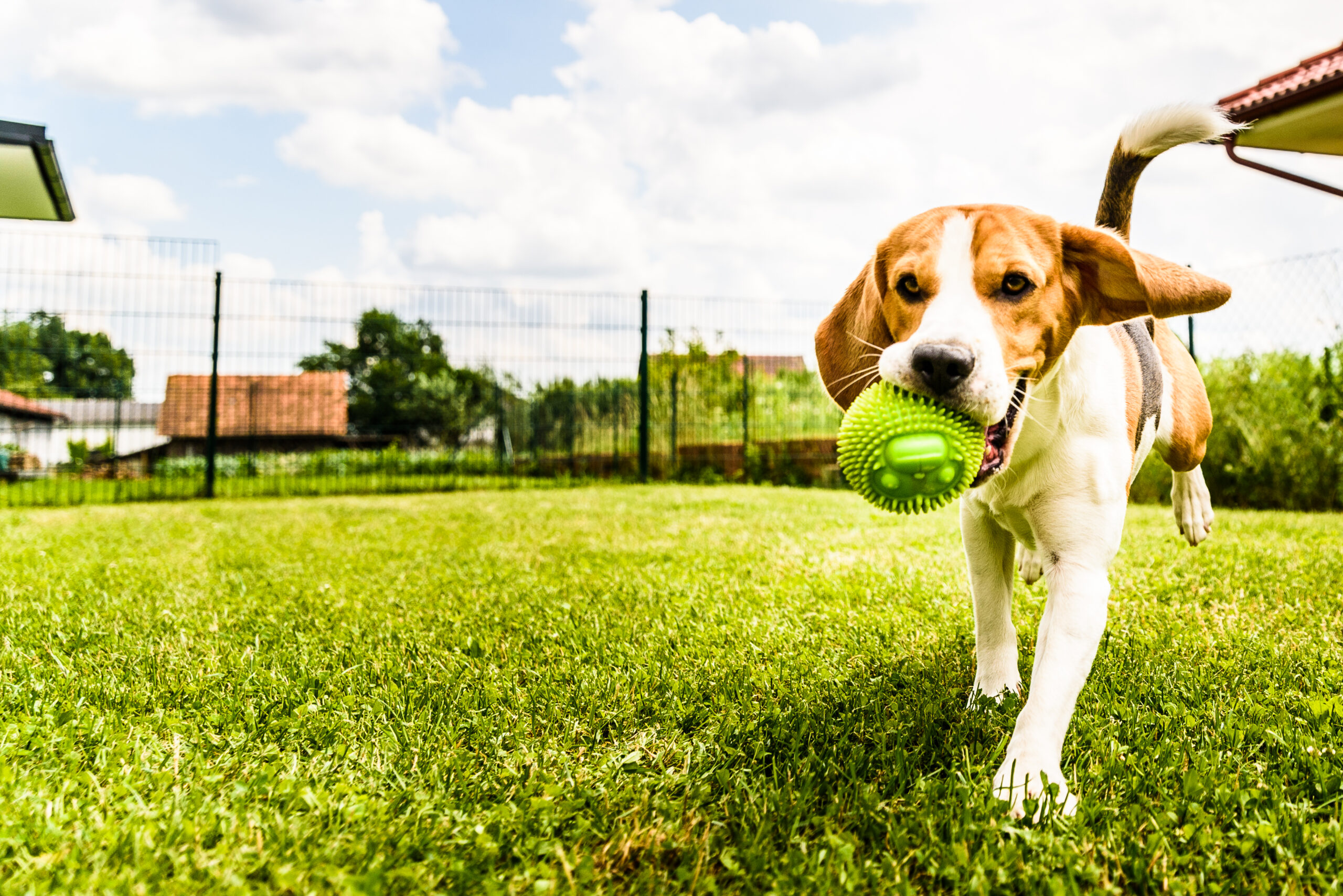 beagle der leger med en grøn plastik bold