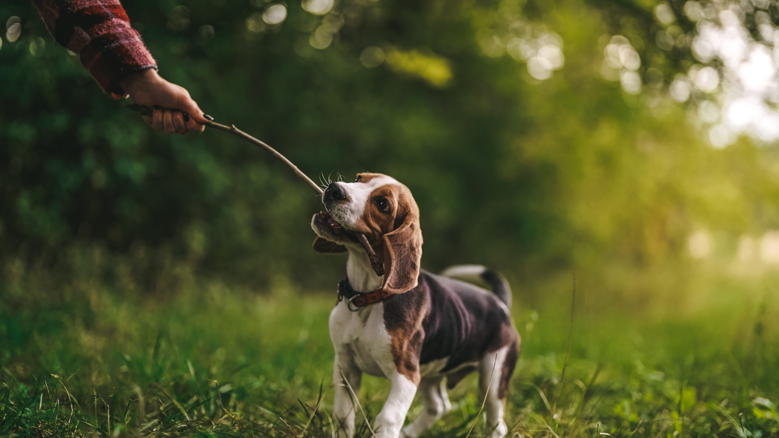 Beagle der leger med en pind