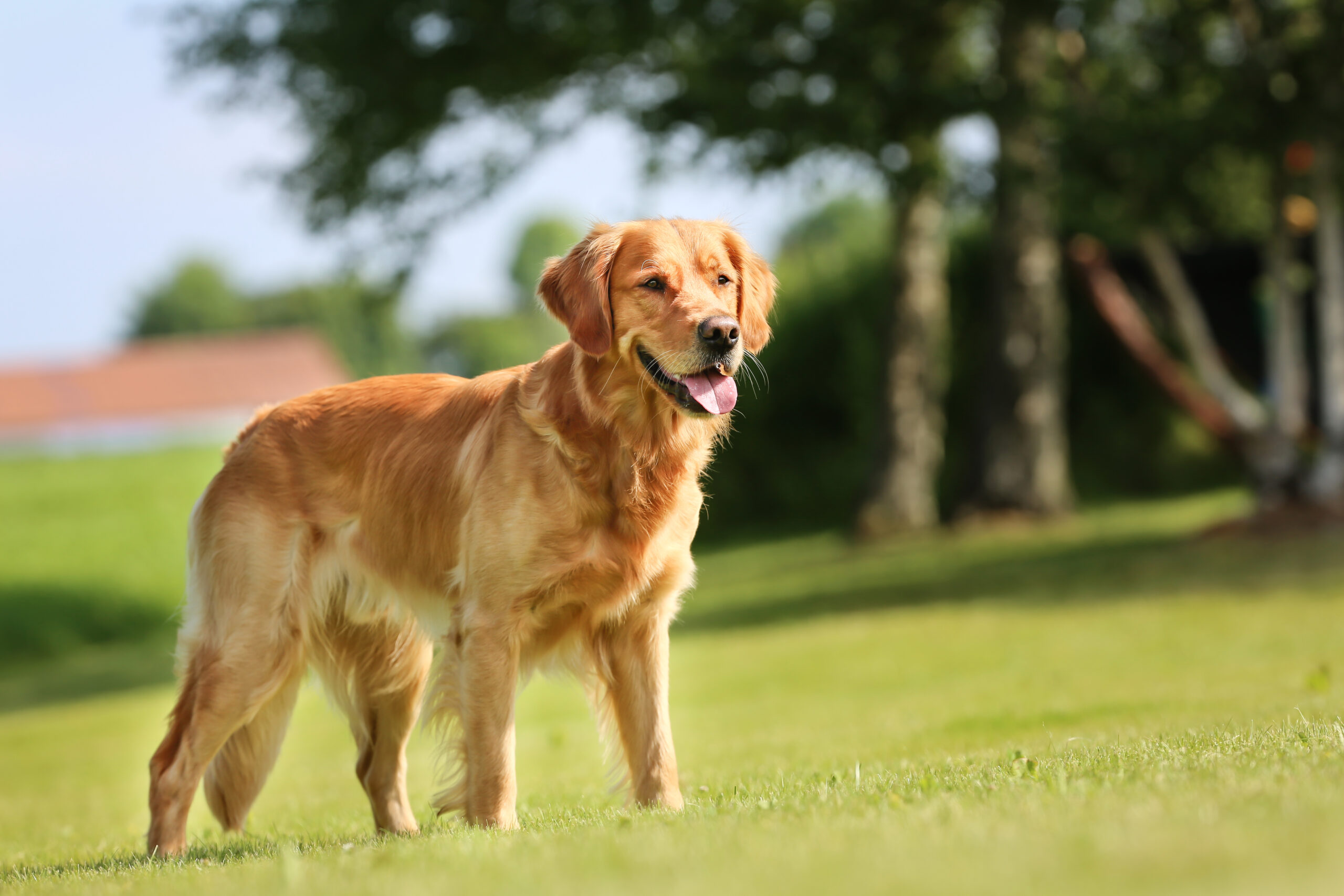 Golden Retriever hund