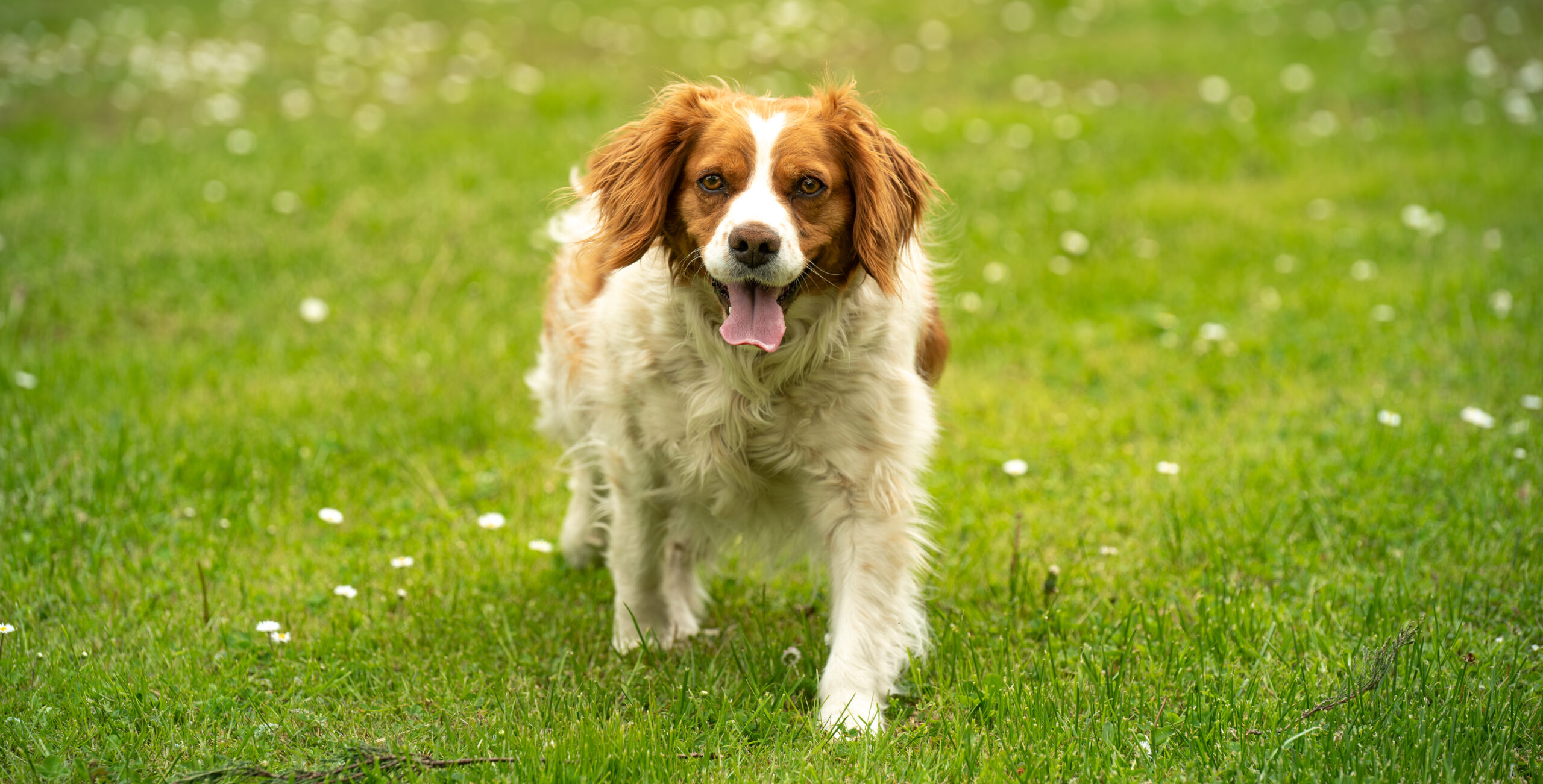 Breton hund der går på græsplæne