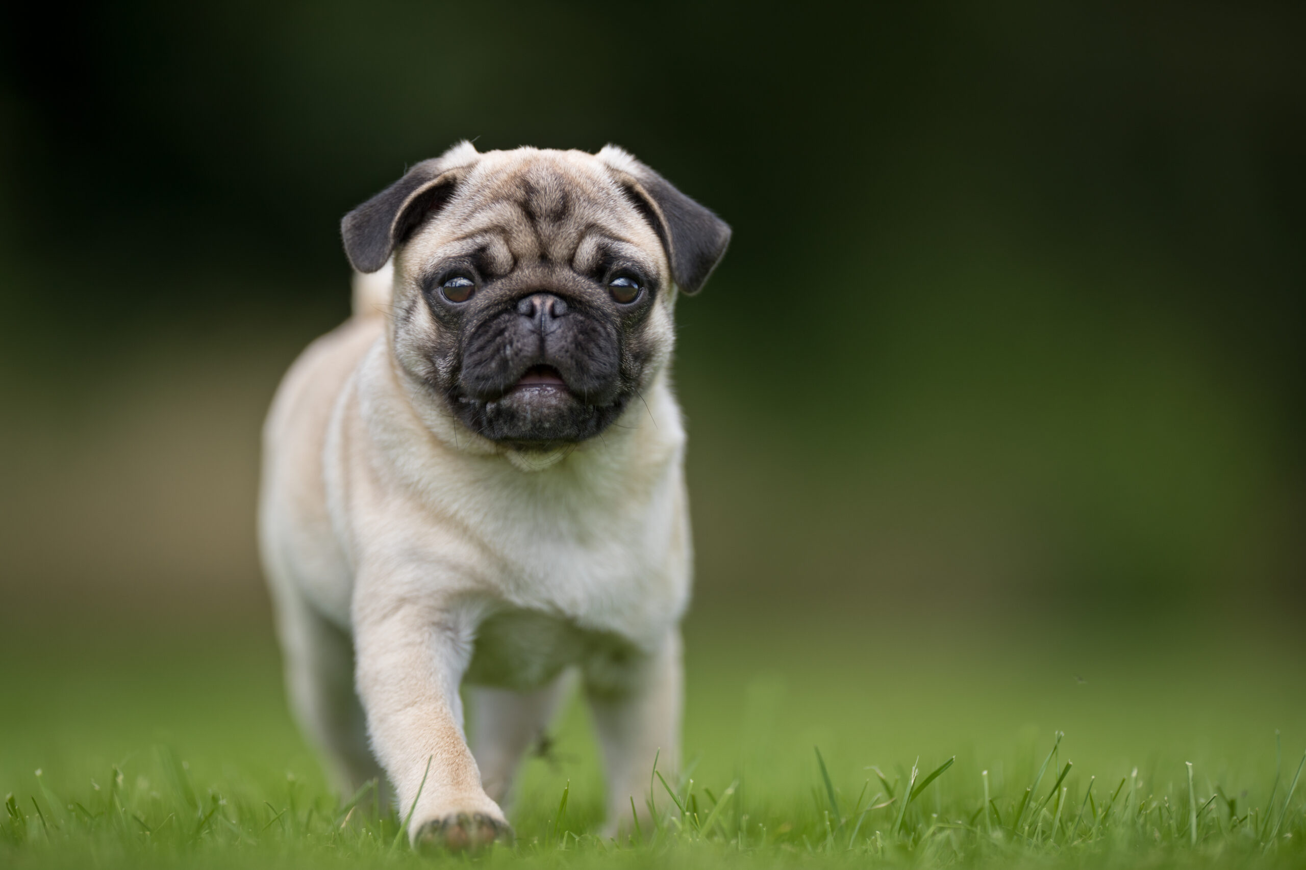 Et billede af en hund af racen mops