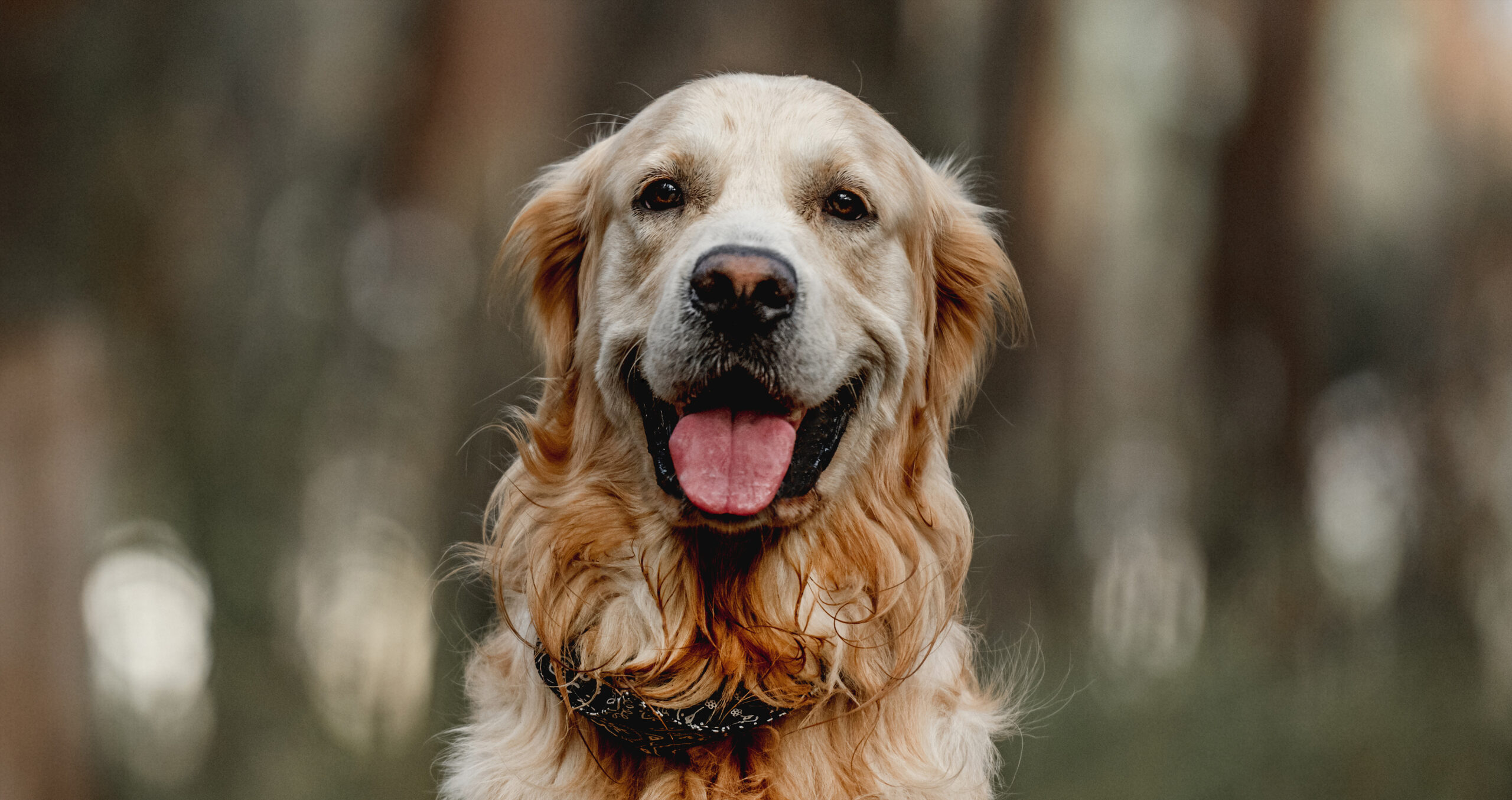 Billede af Balter, en Golden Retriever hund